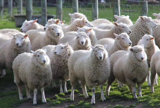 Ενημερωτική συνάντηση στην Αίθουσα Συνεδριάσεων του Δημοτικού Συμβουλίου Γρεβενών για το σημαντικό θέμα της εμφάνισης κρουσμάτων πανώλης στα πρόβατα