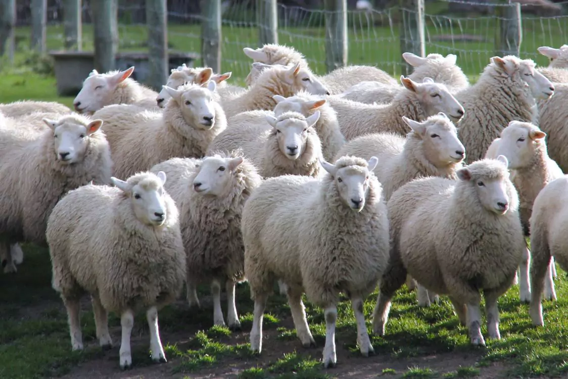 Ενημερωτική συνάντηση στην Αίθουσα Συνεδριάσεων του Δημοτικού Συμβουλίου Γρεβενών για το σημαντικό θέμα της εμφάνισης κρουσμάτων πανώλης στα πρόβατα